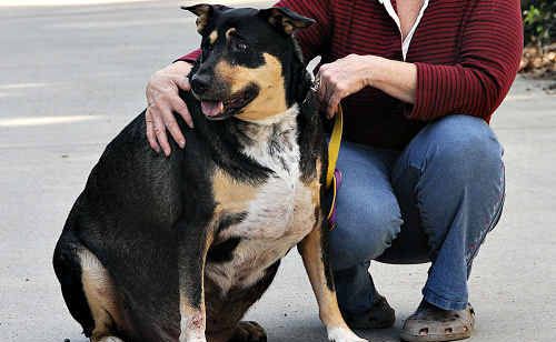 Sheena Avison said Max, diagnosed with cushing’s disease, is now losing weight. Sheena Avison said Max, diagnosed with cushing’s disease, is now losing weight.
